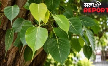 Shani Jayanti 2026 पर पीपल के नीचे जलाएं एक दीपक, खुल जाएंगे बंद किस्मत के दरवाजे