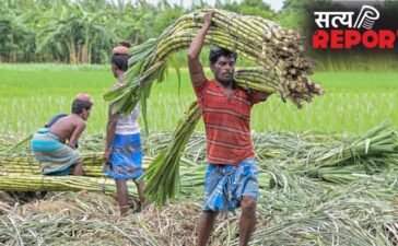 गन्ना किसानों के लिए आई खुशखबरी, सरकार ने बढ़ाई FRP, जानें अब कितने रुपये में होगी खरीद