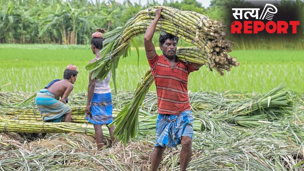 गन्ना किसानों के लिए आई खुशखबरी, सरकार ने बढ़ाई FRP, जानें अब कितने रुपये में होगी खरीद