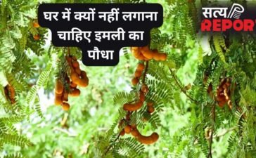 घर में न लगाएं इमली का पौधा, इसके फलने-फूलने के साथ आती हैं परेशानियां, जानिए क्या कहते हैं धर्म और वास्तु शास्त्र