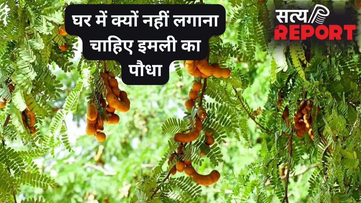 घर में न लगाएं इमली का पौधा, इसके फलने-फूलने के साथ आती हैं परेशानियां, जानिए क्या कहते हैं धर्म और वास्तु शास्त्र