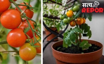 Plant Growing Tips: सूखे हुए टमाटर के पौधे में जान डाल देगी ये चीज, फल से भर जाएगा प्लांट