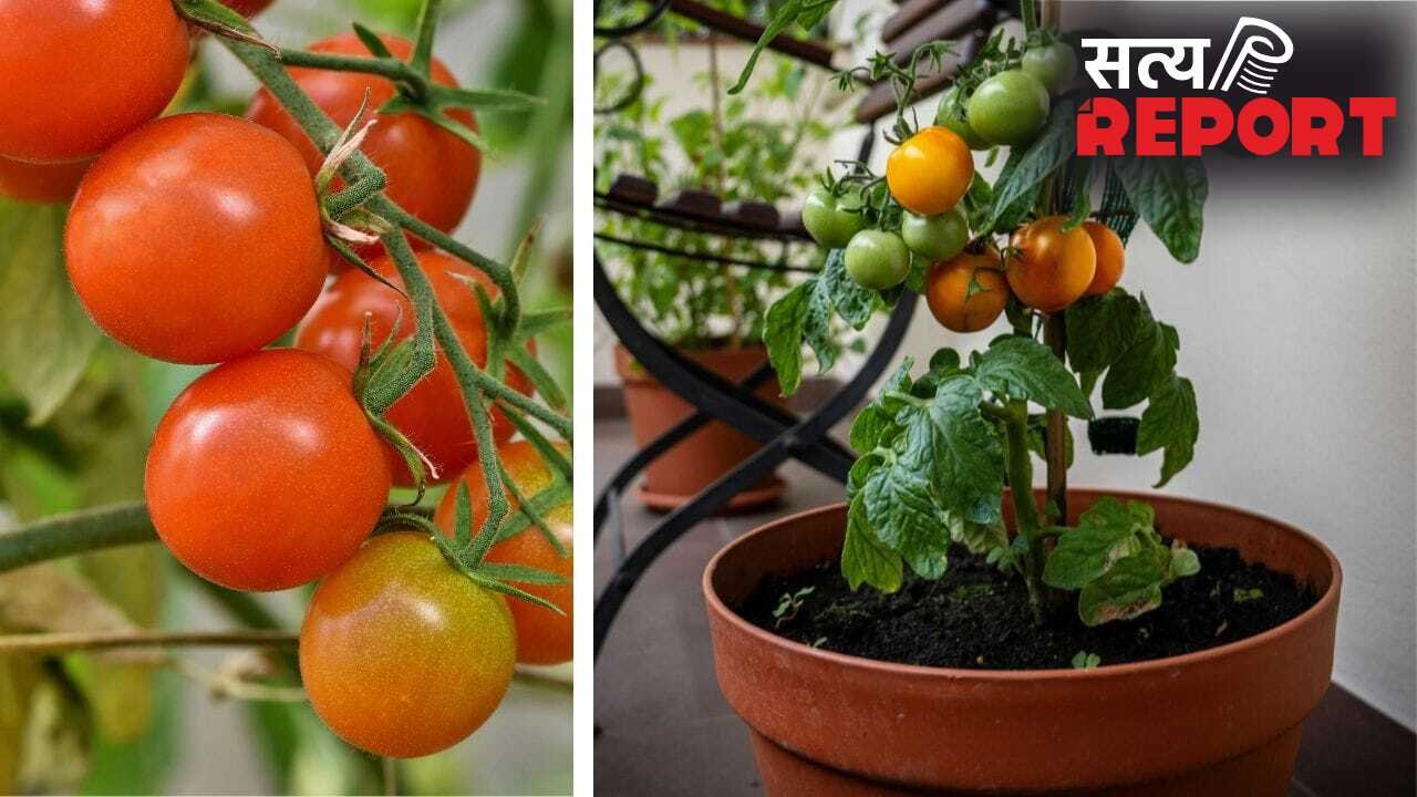 Plant Growing Tips: सूखे हुए टमाटर के पौधे में जान डाल देगी ये चीज, फल से भर जाएगा प्लांट