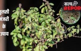 Tulsi Manjari: घर में बस इस जगह रख दें तुलसी की सूखी मंजरी, फिर देखें चमत्कार, मां लक्ष्मी की बरसेगी असीम कृपा!