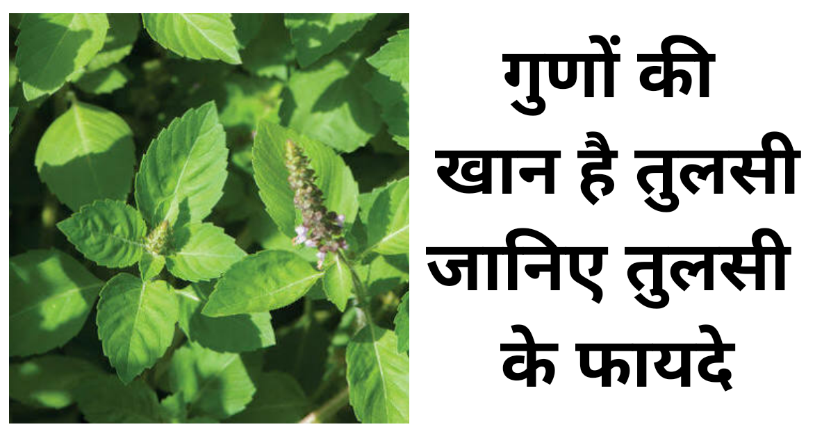 गुणों की खान है तुलसी। जानिए तुलसी के फायदे गुणों की खान है तुलसी। जानिए तुलसी के फायदे