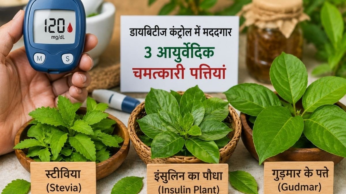 स्टीवीयां, गुड़मार के पत्ते और इंसुलिन की पत्तियां क्या ब्लड शुगर कंट्रोल कर सकती हैं? आयुर्वेदिक एक्सपर्ट से जानते हैं इन हर्ब्स की जानकारी स्टीवीयां, गुड़मार के पत्ते और इंसुलिन की पत्तियां क्या ब्लड शुगर कंट्रोल कर सकती हैं? आयुर्वेदिक एक्सपर्ट से जानते हैं इन हर्ब्स की जानकारी