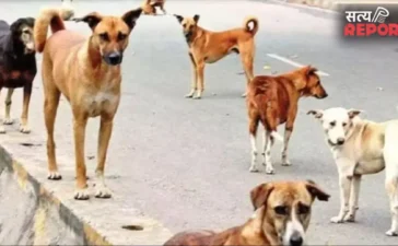 आवारा कुत्तों का आतंक: आगरा में किसान को रातभर नोचते रहे कुत्ते, इलाज के दौरान मौत आवारा कुत्तों का आतंक: आगरा में किसान को रातभर नोचते रहे कुत्ते, इलाज के दौरान मौत