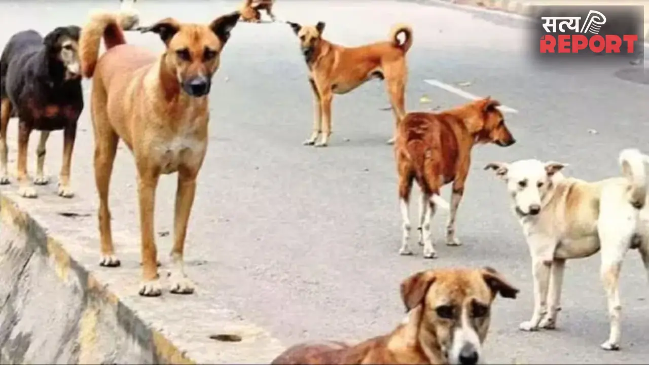 आवारा कुत्तों का आतंक: आगरा में किसान को रातभर नोचते रहे कुत्ते, इलाज के दौरान मौत