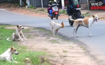 Kanpur Rottweiler Attack: कानपुर में रॉटविलर का तांडव, महिला जिंदगी की जंग लड़ रही Kanpur Rottweiler Attack: कानपुर में रॉटविलर का तांडव, महिला जिंदगी की जंग लड़ रही