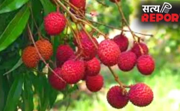 Litchi Health Risks: खाली पेट लीची खाने से क्यों है जान का खतरा? जानिए साइंटिफिक वजह