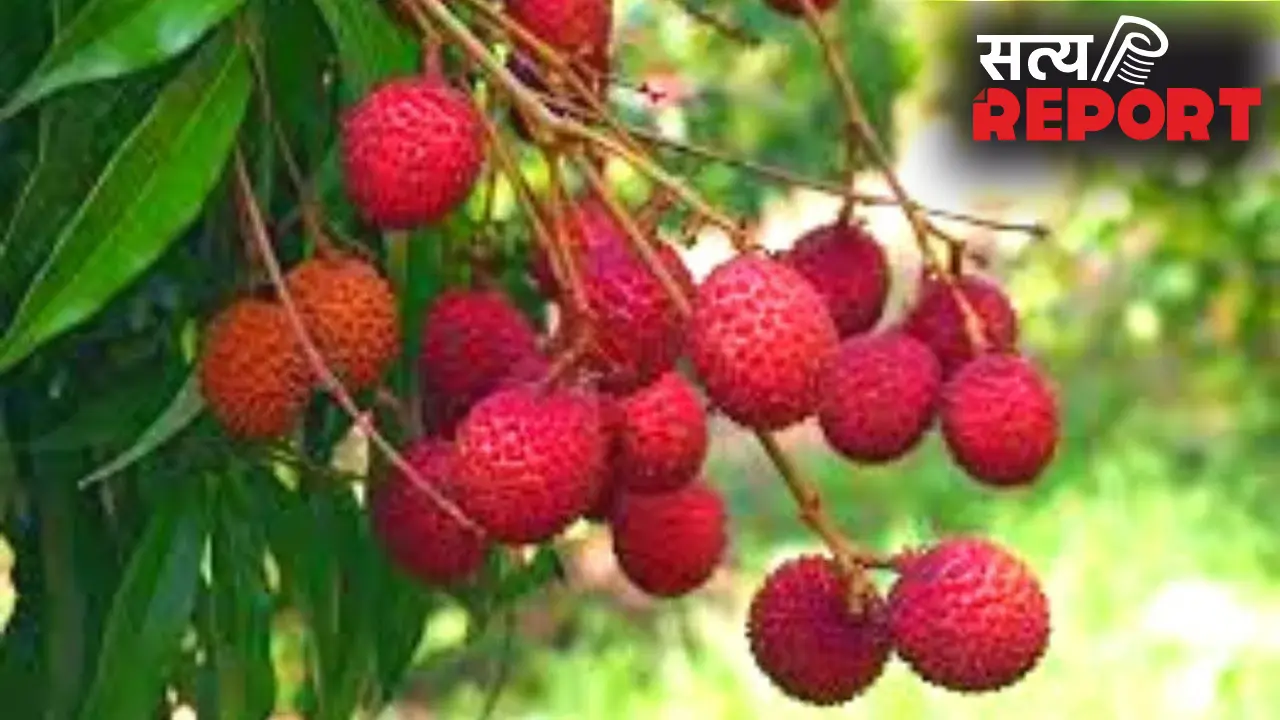 Litchi Health Risks: खाली पेट लीची खाने से क्यों है जान का खतरा? जानिए साइंटिफिक वजह