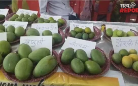 आम महोत्सव में छाया ढाई लाख रुपये किलो का आम, चार दर्जन से अधिक प्रजातियों ने खींचा लोगों का ध्यान