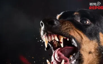 Kanpur Rottweiler Attack: खूंखार रॉटविलर ने महिला को बनाया निशाना, लड़ रही जिंदगी से जंग