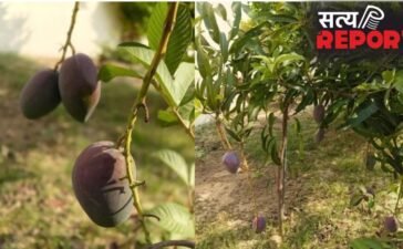रामनगरी में उगा दुनिया का सबसे महंगा ‘मियाजाकी आम’, कीमत ₹3 लाख प्रति किलो,जानें इसकी खासियतें रामनगरी में उगा दुनिया का सबसे महंगा ‘मियाजाकी आम’, कीमत ₹3 लाख प्रति किलो,जानें इसकी खासियतें