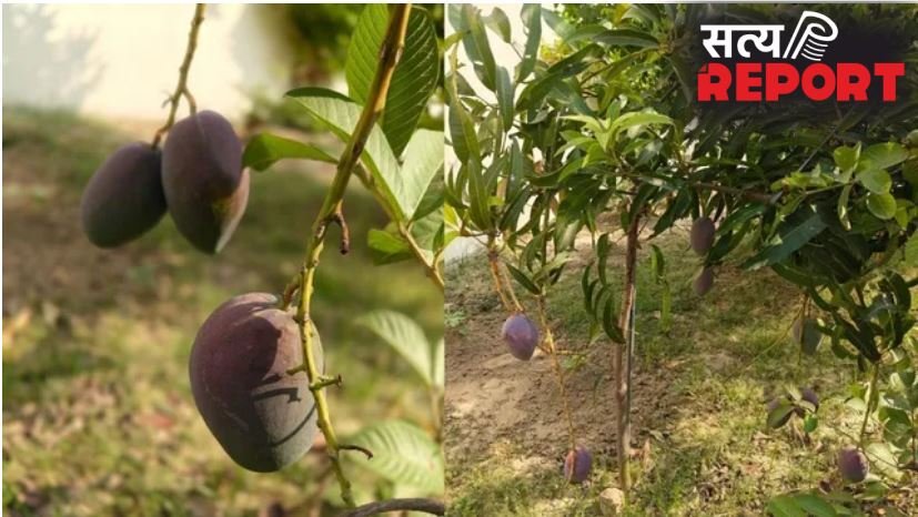 रामनगरी में उगा दुनिया का सबसे महंगा ‘मियाजाकी आम’, कीमत ₹3 लाख प्रति किलो,जानें इसकी खासियतें