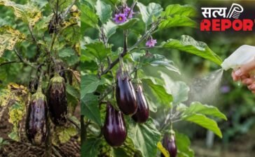 बैंगन के पौधे को कीड़ों से बचाने के लिए अपनाएं ये तरीके, ऐसे करें सही देखभाल