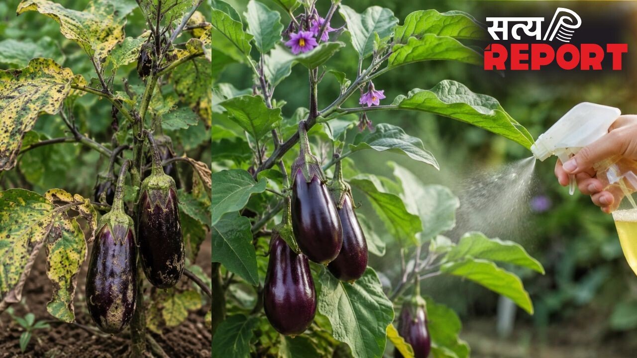 बैंगन के पौधे को कीड़ों से बचाने के लिए अपनाएं ये तरीके, ऐसे करें सही देखभाल