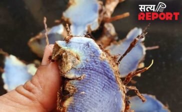 कस्तूरी से अंबा तक…भारत में मिलती हैं ये 5 तरह की हल्दी, फायदे भी अलग-अलग