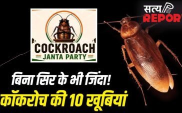 न खाना, न पानी, न सिर, फिर भी जिंदा! जानें कॉकरोच की 10 खूबियां, दिल्ली में CJP के प्रदर्शन से चर्चा में न खाना, न पानी, न सिर, फिर भी जिंदा! जानें कॉकरोच की 10 खूबियां, दिल्ली में CJP के प्रदर्शन से चर्चा में