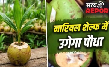 कचरा नहीं…गार्डनिंग का खजाना है नारियल का छिलका! प्लांट लगाने के लिए ऐसे करें इस्तेमाल
