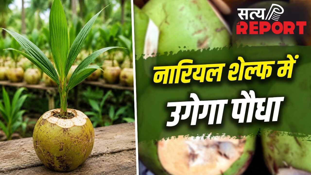 कचरा नहीं…गार्डनिंग का खजाना है नारियल का छिलका! प्लांट लगाने के लिए ऐसे करें इस्तेमाल