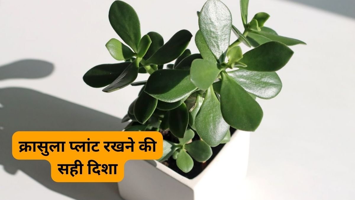 ‘मनी मैग्नेट’ कहलाता है ये इनडोर प्लांट, करियर-कारोबार के लिए है लकी, खास दिशा में रखने से मिलेगा खूब फायदा!.. ‘मनी मैग्नेट’ कहलाता है ये इनडोर प्लांट, करियर-कारोबार के लिए है लकी, खास दिशा में रखने से मिलेगा खूब फायदा!..