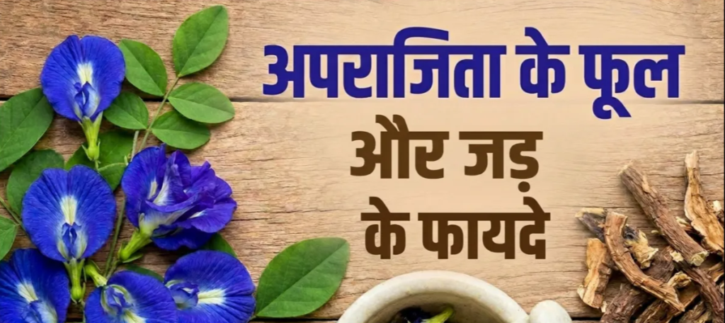 अपराजिता के फूल और जड़ का इन बीमारियों में किया जाता है इस्तेमाल.. अपराजिता के फूल और जड़ का इन बीमारियों में किया जाता है इस्तेमाल..
