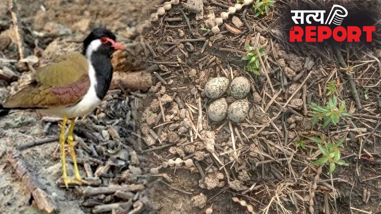 एमपी के शिवपुरी में टिटहरी ने दिए अंडे, ग्रामीणों ने कहा- इस बार 4 महीने होगी बारिश