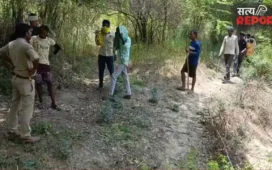 कानपुर में पेड़ पर चढ़े तेंदुए की फोटो निकली फर्जी; ग्रामीणों में थी दहशत, दोषियों के खिलाफ होगी कार्रवाई