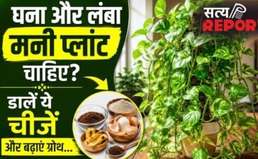 मनी प्लांट की बेल बढ़ाने के लिए पौधे में डालें ये चीजें, तेजी से निकलेंगी नई पत्तियां