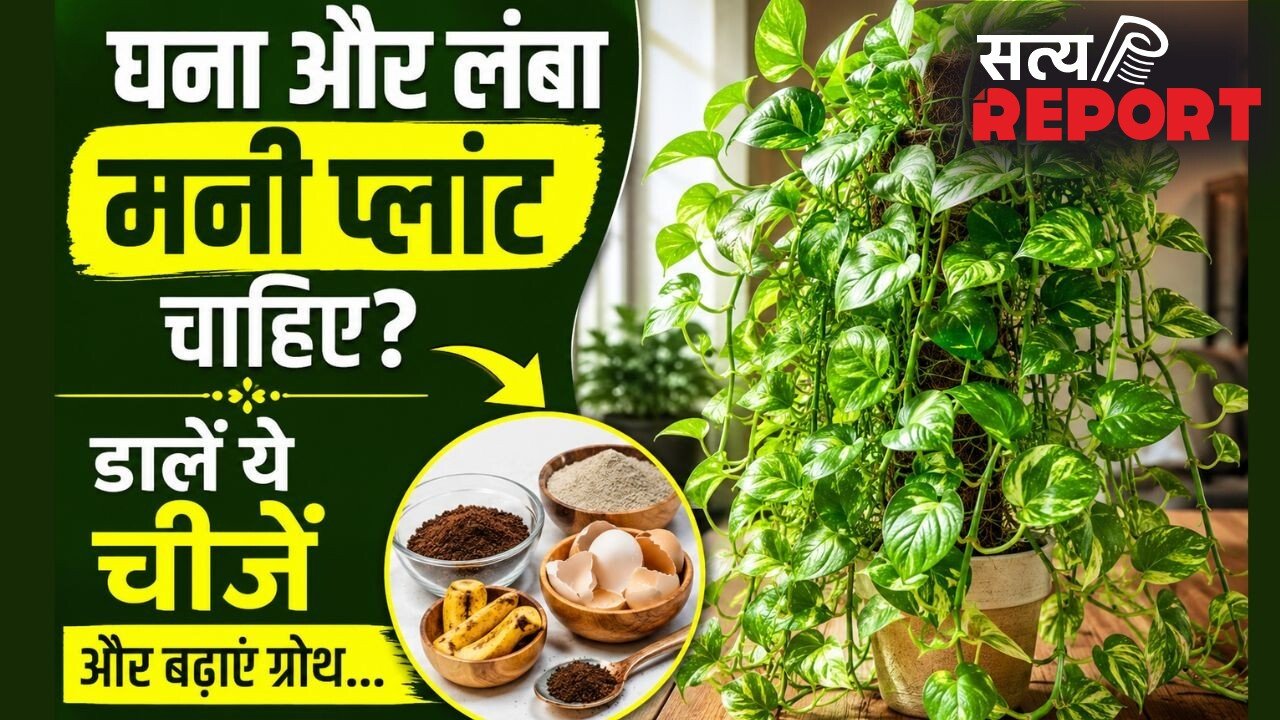 मनी प्लांट की बेल बढ़ाने के लिए पौधे में डालें ये चीजें, तेजी से निकलेंगी नई पत्तियां
