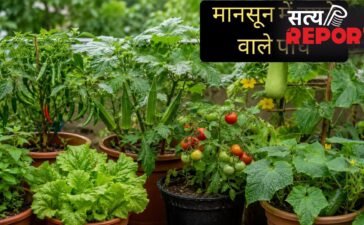 मानसून में घर पर आसानी से उगा सकते हैं ये पौधे, कम देखभाल में भी हर-भरा रहेगा किचन गार्डन मानसून में घर पर आसानी से उगा सकते हैं ये पौधे, कम देखभाल में भी हर-भरा रहेगा किचन गार्डन