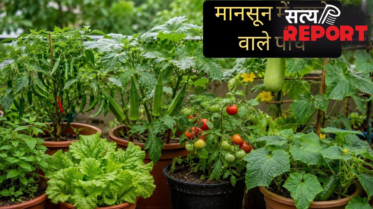 मानसून में घर पर आसानी से उगा सकते हैं ये पौधे, कम देखभाल में भी हर-भरा रहेगा किचन गार्डन