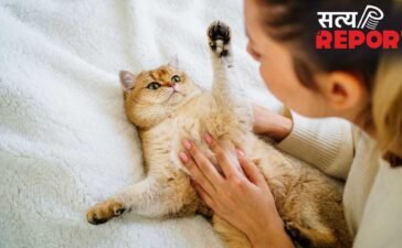 Pet Cat Health Care: नाखूनों का पीला पड़ना, फर का झड़ना, पालतू बिल्ली में इन संकेतों को न करें नजरअंदाज