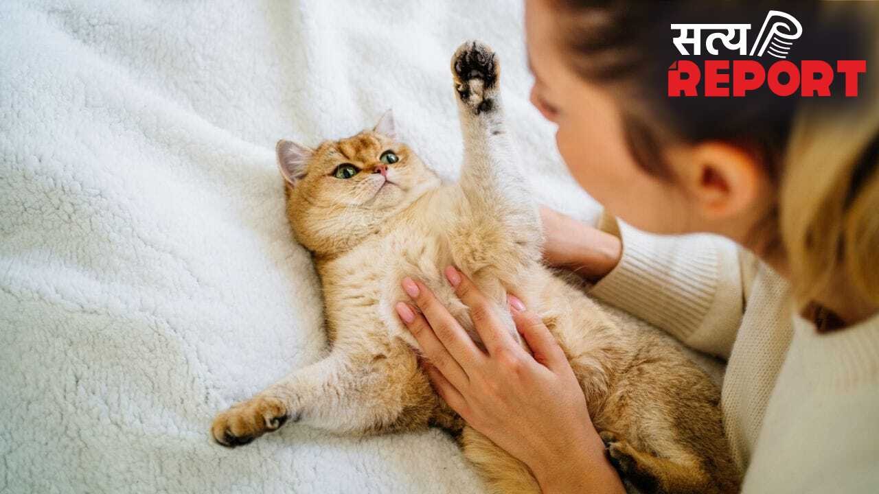 Pet Cat Health Care: नाखूनों का पीला पड़ना, फर का झड़ना, पालतू बिल्ली में इन संकेतों को न करें नजरअंदाज