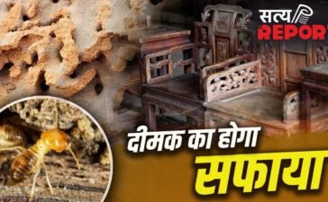 दीमक खोखला कर रही फर्नीचर-दरवाजे…ये घरेलू तरीके दिलाएंगे इससे छुटकारा