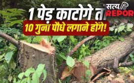 ‘1640 पेड़ों के बदले लगाने होंगे 16400 पौधे’… इंदौर में विकास के साथ हरियाली की भी शर्त, नगर निगम को मिला बड़ा टास्क