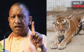 UP: योगी सरकार में बढ़ा बाघों का कुनबा; 2022 की गणना में 205 टाइगर; ‘बाघ मित्र’ कार्यक्रम बना संरक्षण की मिसाल