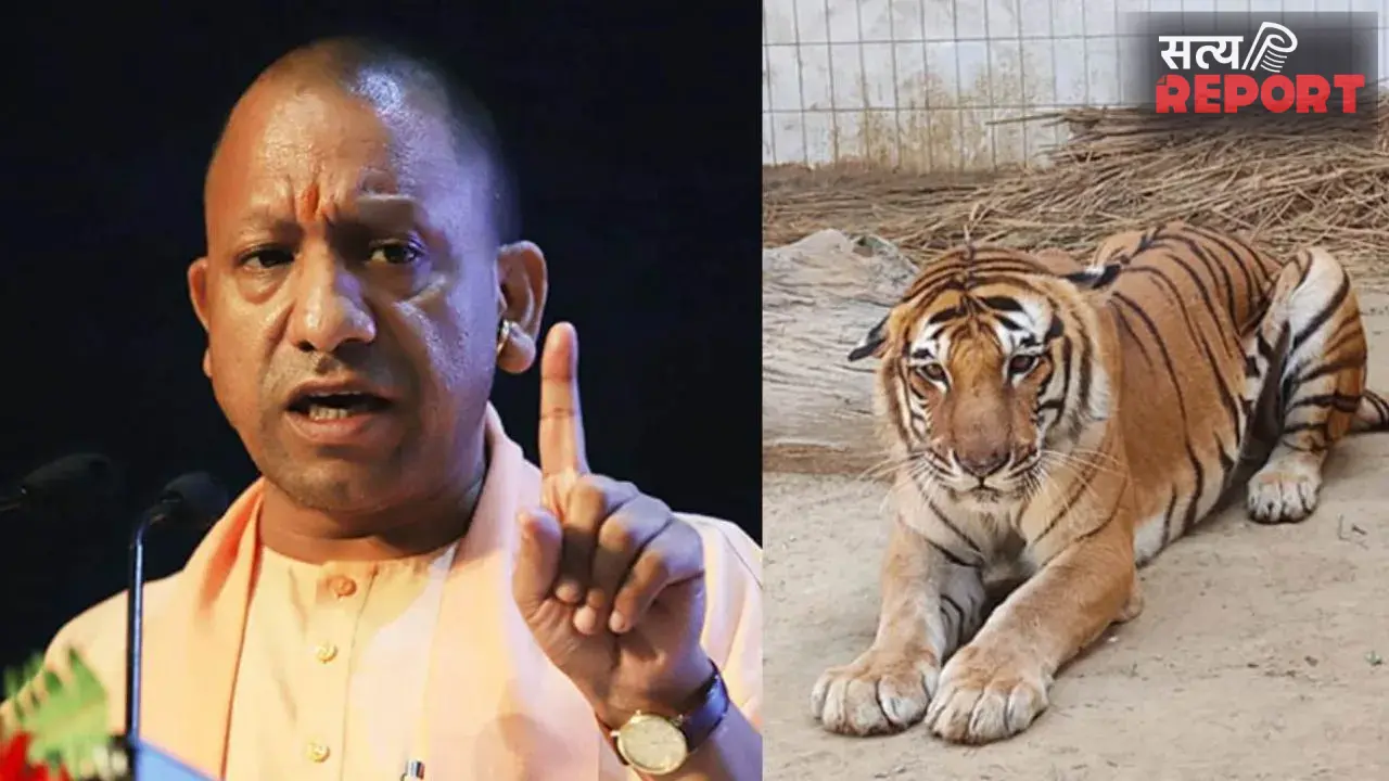 UP: योगी सरकार में बढ़ा बाघों का कुनबा; 2022 की गणना में 205 टाइगर; ‘बाघ मित्र’ कार्यक्रम बना संरक्षण की मिसाल