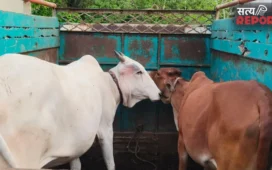 दर्यापुर टोल नाके पर पुलिस की कार्रवाई, अवैध परिवहन से दो गायों को मुक्त कराया
