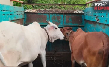 दर्यापुर टोल नाके पर पुलिस की कार्रवाई, अवैध परिवहन से दो गायों को मुक्त कराया दर्यापुर टोल नाके पर पुलिस की कार्रवाई, अवैध परिवहन से दो गायों को मुक्त कराया