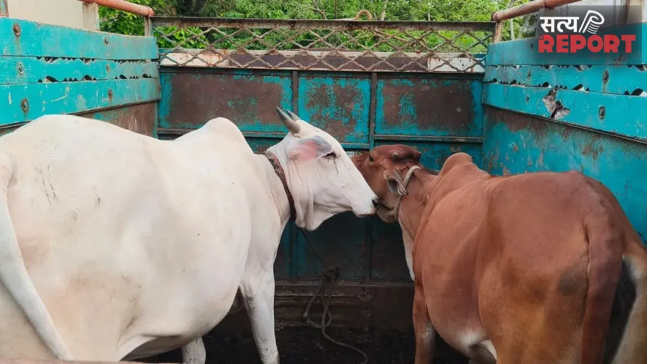 दर्यापुर टोल नाके पर पुलिस की कार्रवाई, अवैध परिवहन से दो गायों को मुक्त कराया