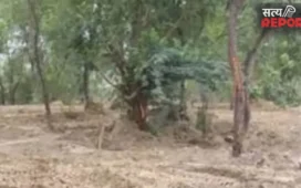 चकबंदी में गड़बड़ी का खुलासा: प्रयागराज में 37 बीघा वन भूमि का फर्जी नामांतरण निरस्त; फिर हुई वन विभाग के नाम