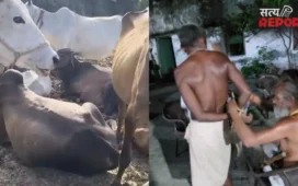 मथुरा में गौशाला पर हथियारबंद बदमाशों का धावा, चौकीदार को बंधक बनाकर 10-12 गोवंश लेकर हुए फरार