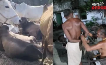मथुरा में गौशाला पर हथियारबंद बदमाशों का धावा, चौकीदार को बंधक बनाकर 10-12 गोवंश लेकर हुए फरार