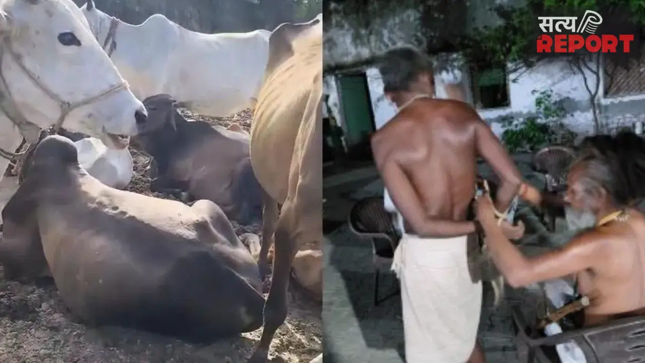 मथुरा में गौशाला पर हथियारबंद बदमाशों का धावा, चौकीदार को बंधक बनाकर 10-12 गोवंश लेकर हुए फरार