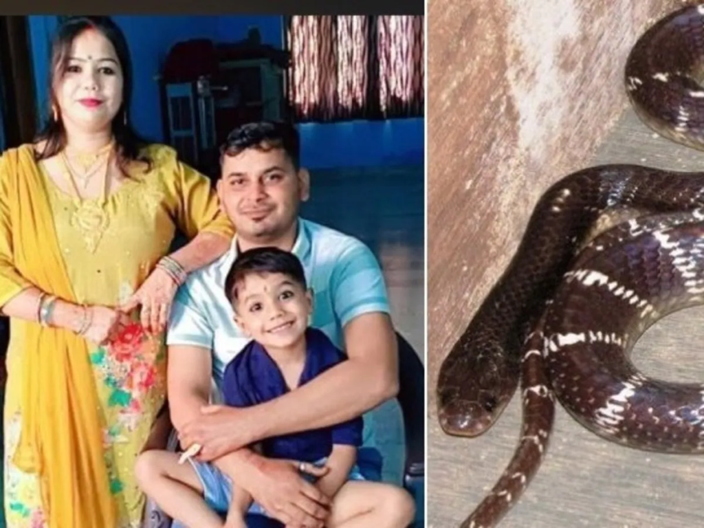 पति की हत्या की खौफनाक साजिश! 15 हजार में खरीदा जहरीला सांप, दो दिन भूखा रखकर बेड पर छोड़ दिया,, पति की हत्या की खौफनाक साजिश! 15 हजार में खरीदा जहरीला सांप, दो दिन भूखा रखकर बेड पर छोड़ दिया,,