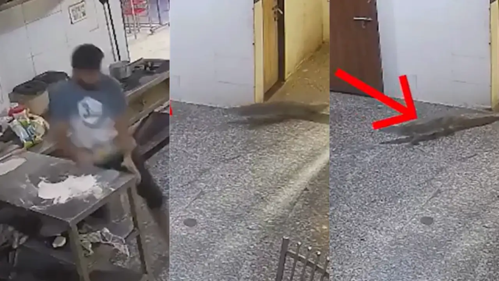 कोटा के हॉस्टल मेस में घुसा 4 फीट लंबा मगरमच्छ, खाना बना रहे कुक में मची अफरा-तफरी.. कोटा के हॉस्टल मेस में घुसा 4 फीट लंबा मगरमच्छ, खाना बना रहे कुक में मची अफरा-तफरी..