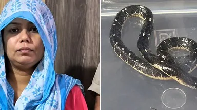 मेरठ हत्याकांड में सनसनी! पति की मौत से पहले जहरीले सांपों पर हुई थी ऑनलाइन सर्च, डिजिटल सुराग से खुली परतें.. मेरठ हत्याकांड में सनसनी! पति की मौत से पहले जहरीले सांपों पर हुई थी ऑनलाइन सर्च, डिजिटल सुराग से खुली परतें..