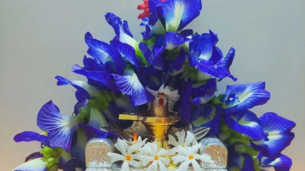 क्या सावन में शिवलिंग पर अपराजिता का फूल चढ़ाने से दूर होती है आर्थिक तंगी? जानें क्या कहती है धार्मिक मान्यता.. क्या सावन में शिवलिंग पर अपराजिता का फूल चढ़ाने से दूर होती है आर्थिक तंगी? जानें क्या कहती है धार्मिक मान्यता..